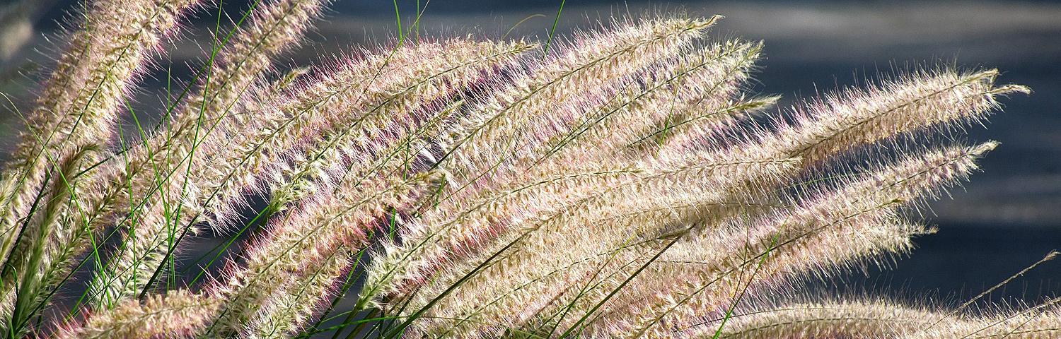 PENNISETUM FIREWORKS