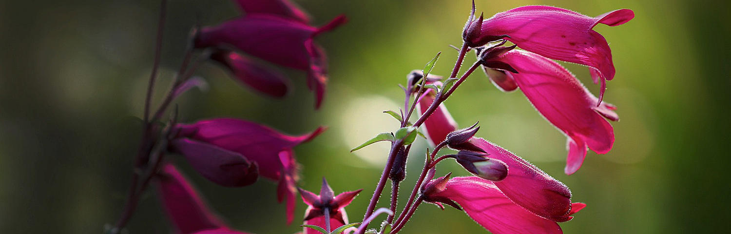 PENSTEMON