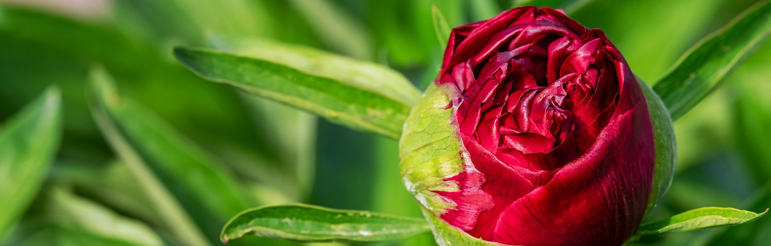 PAEONIA ITOH