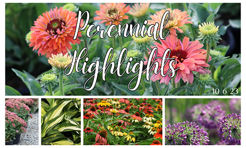 Perennial Highlights