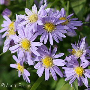 Perennial Highlights shows you what is blooming with grower notes on what it looks like now