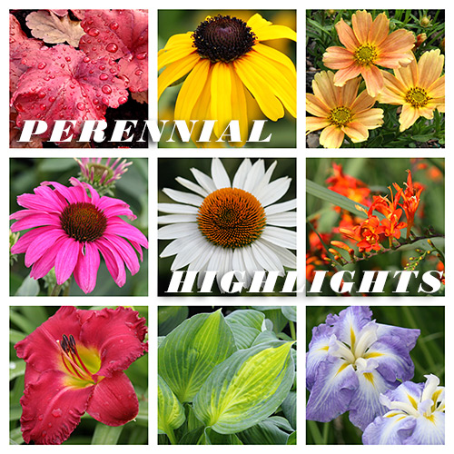 Perennial Highlights