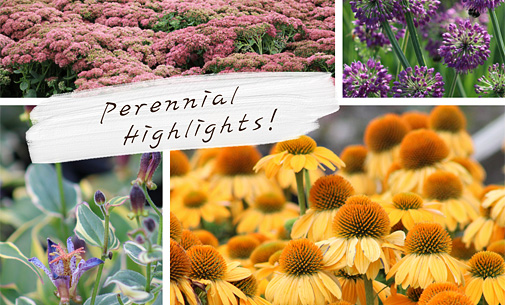 Perennial Highlights