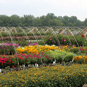 Featured Perennial