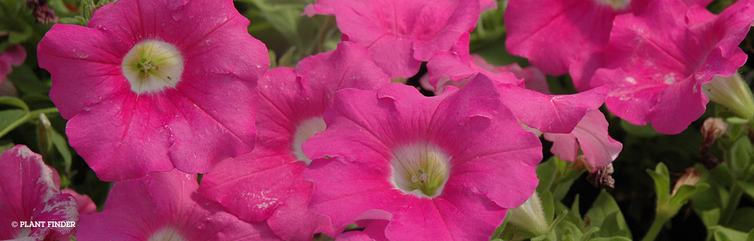 PETUNIA PINK