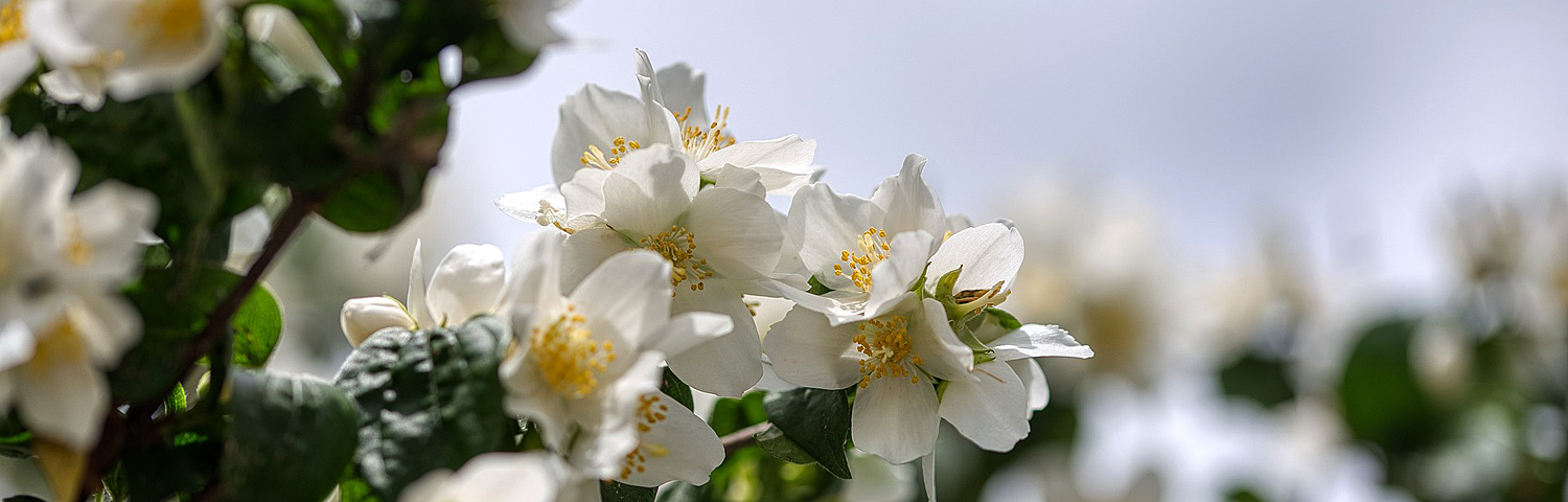 PHILADELPHUS