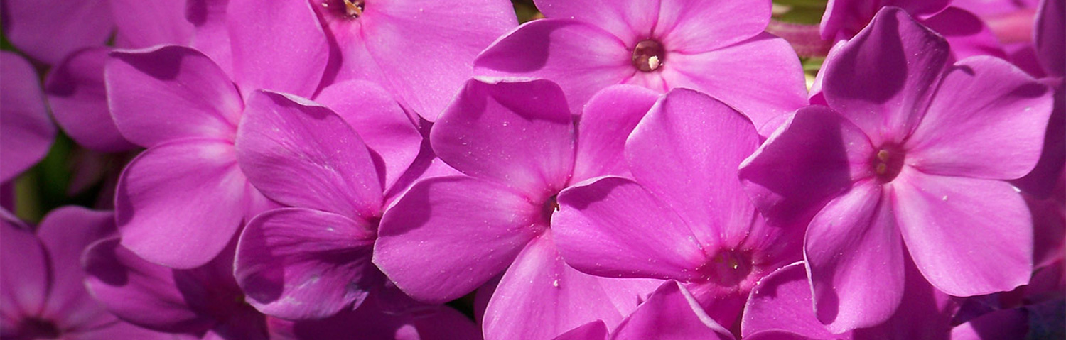 phlox div