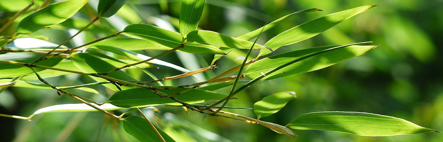 PHYLLOSTACHYS
