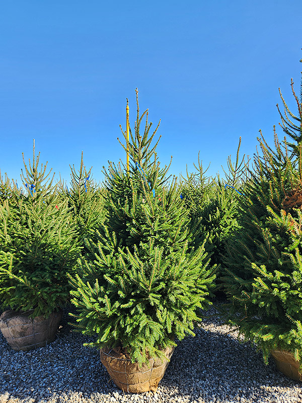 PICEA ABIES