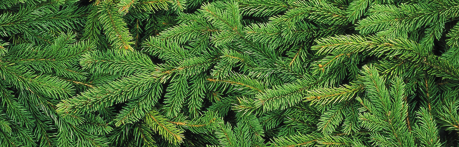 picea pun