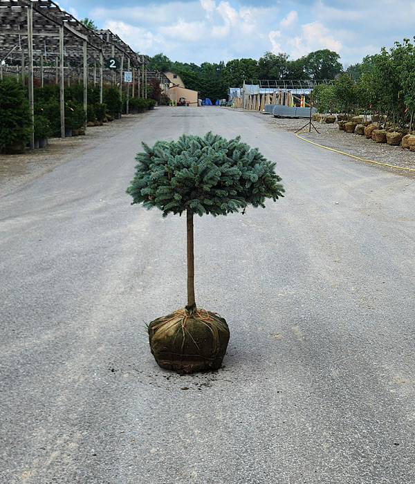 PICEA PUN GLA GLOBOSA