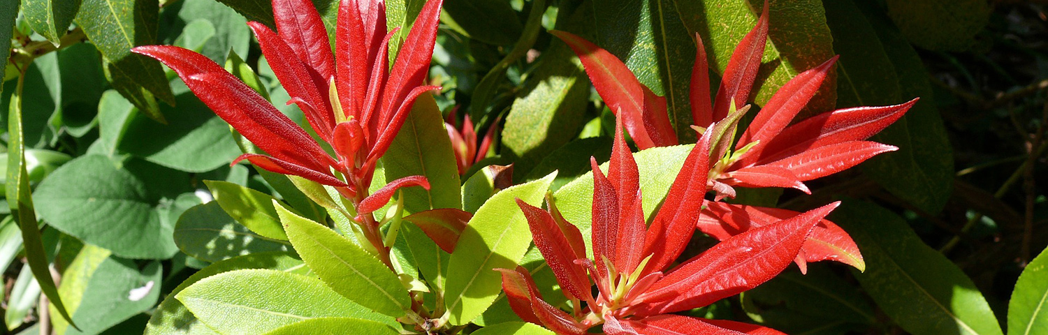 PIERIS JAP PRELUDE