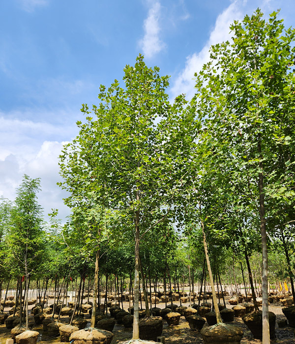 PLATANUS ACE EXCLAMATION