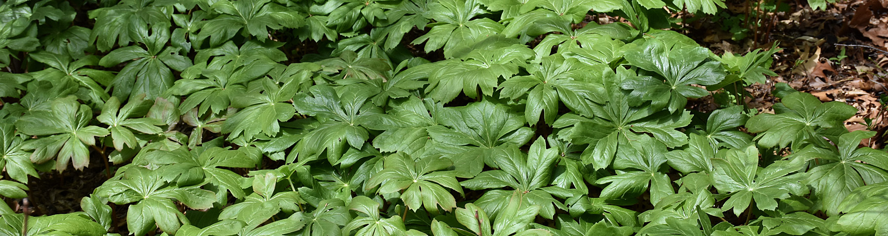 PODOPHYLLUM
