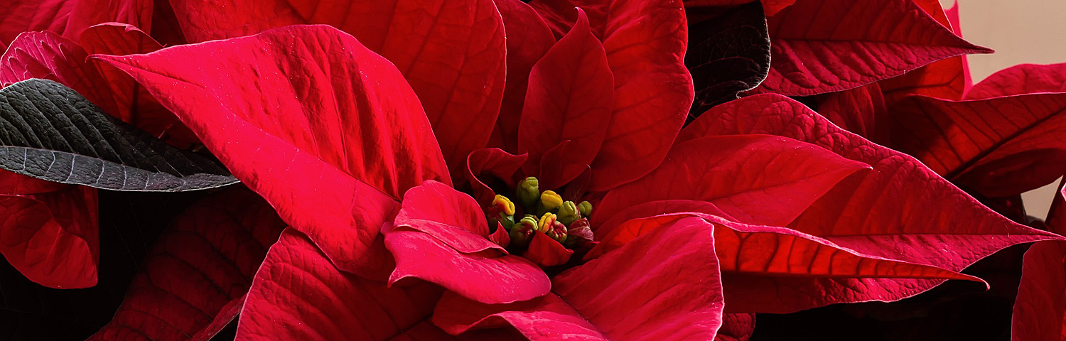 POINSETTIA ORANGE
