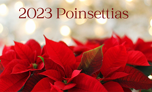 Poinsettias 2023