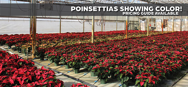 Poinsettias!