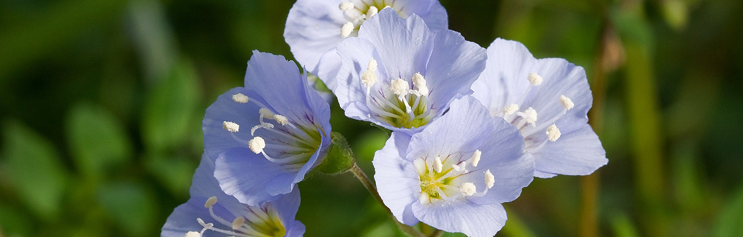 POLEMONIUM STAIRWAY TO HEAVEN