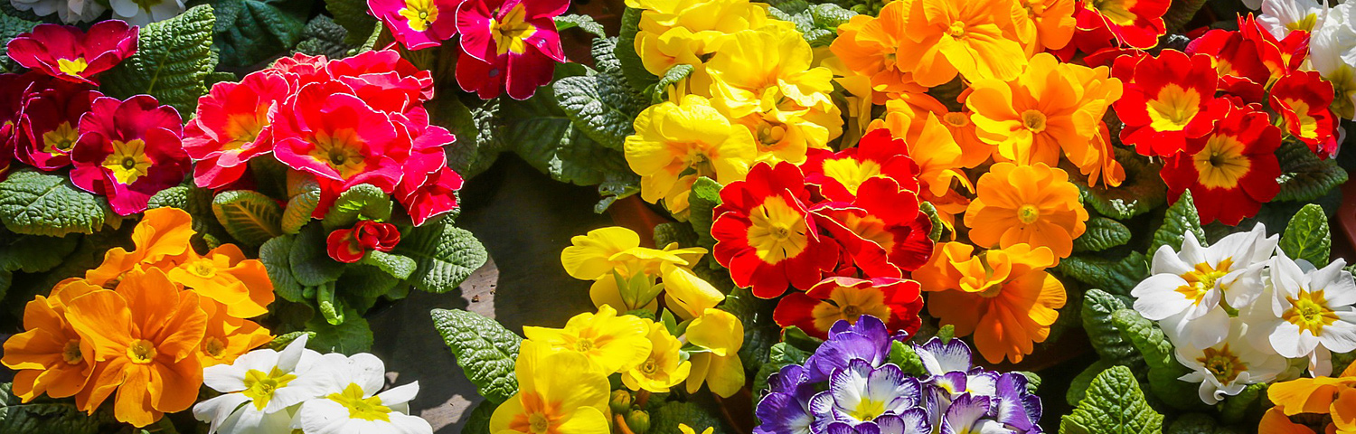 PRIMULA VUL SPRING SUN