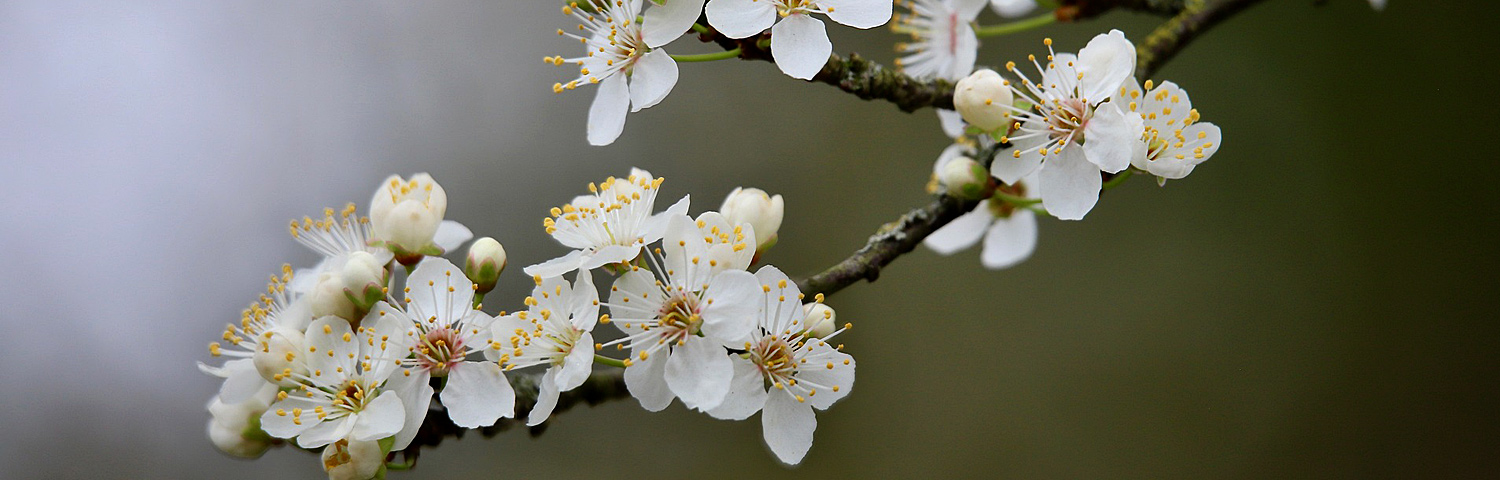 PRUNUS
