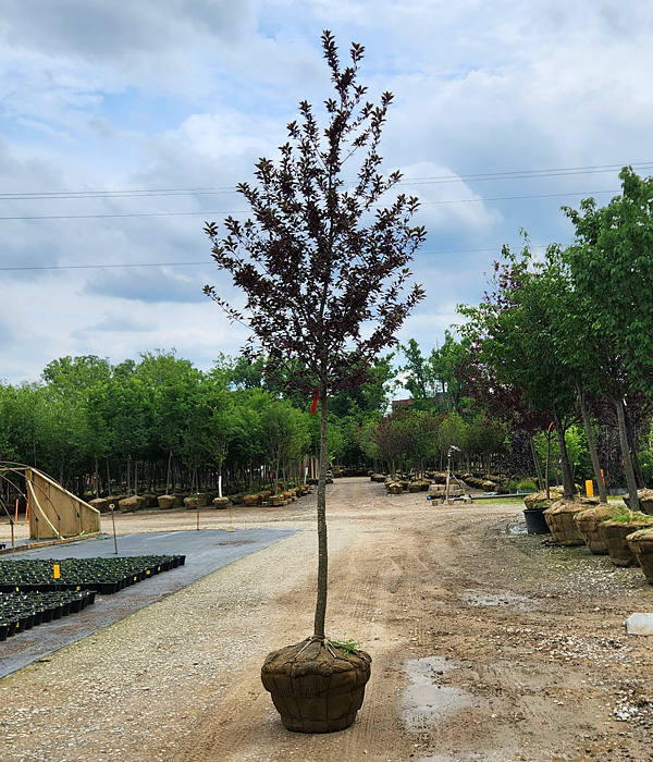 PRUNUS VIR SUCKER PUNCH