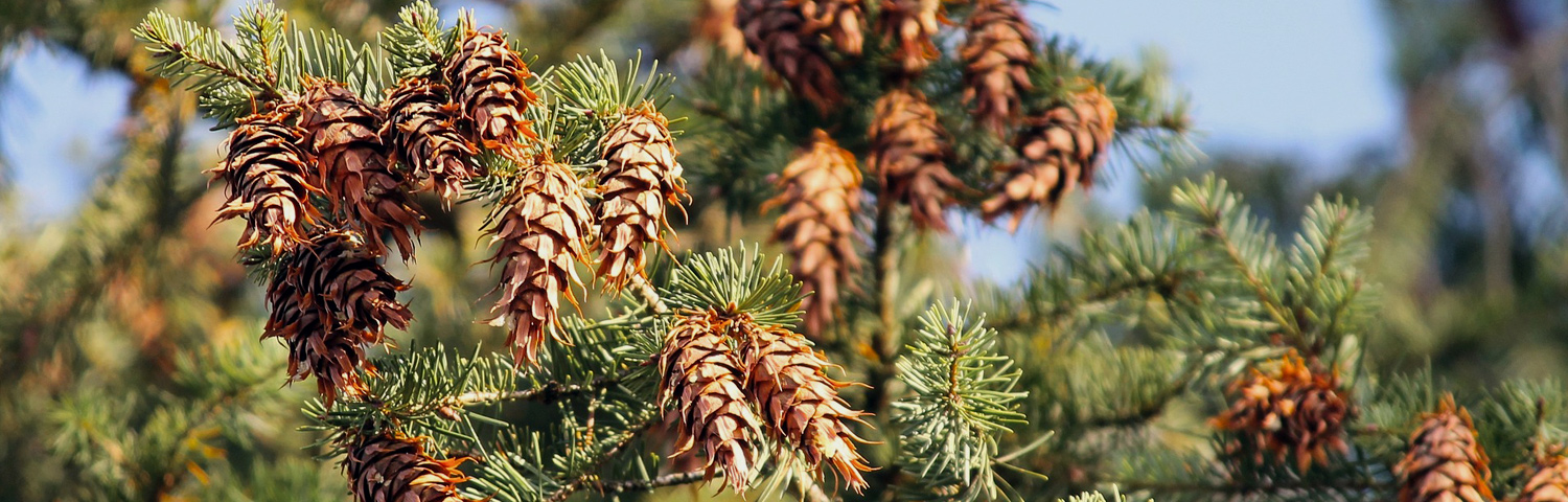 PSEUDOTSUGA