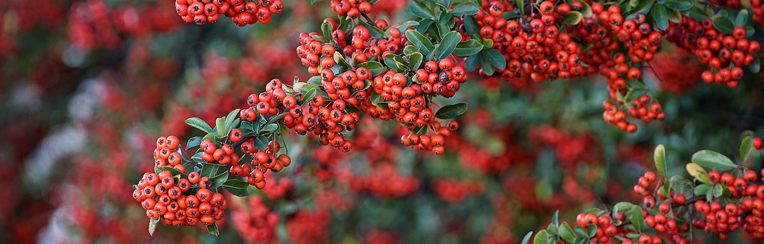 PYRACANTHA COC