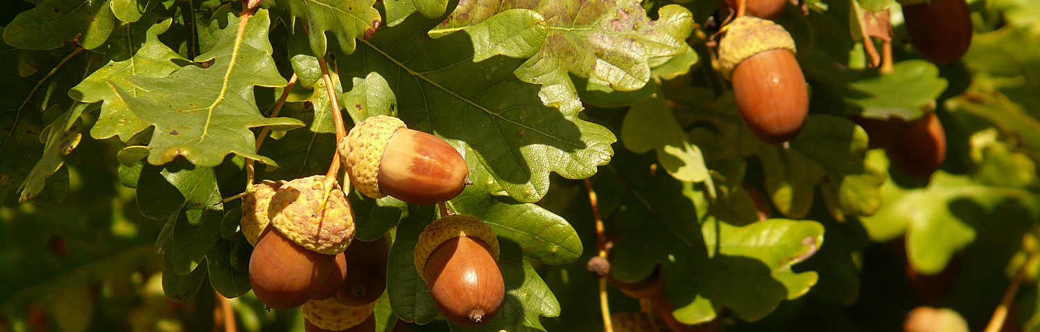 RED OAK