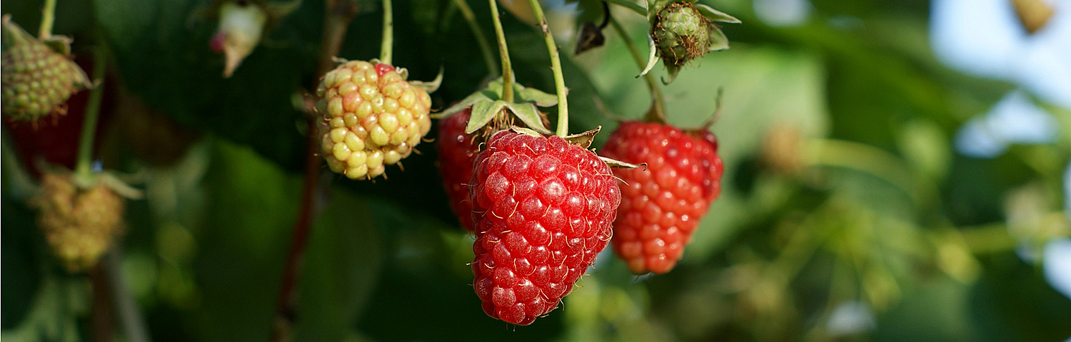 RASPBERRY FRUIT