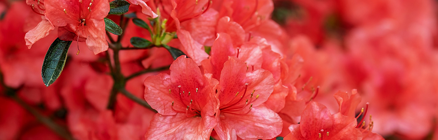 CATAWBA RHODODENDRON