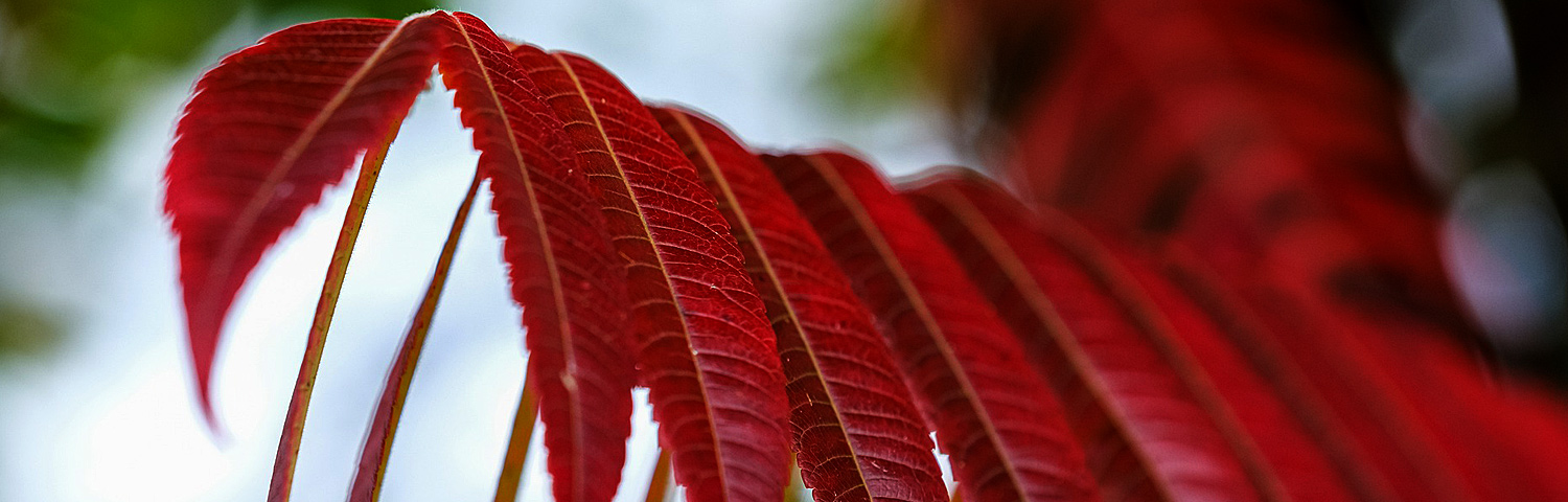 RHUS GLA LACINIATA