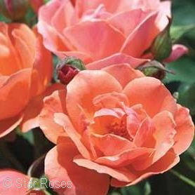 Coral Roses