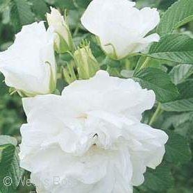 Rugosa Roses