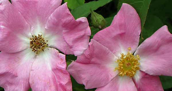 Rugosa rose reference