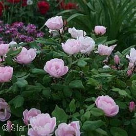 Shrub Roses