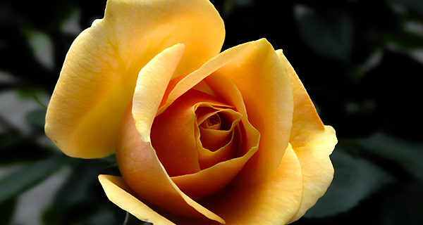 All Roses