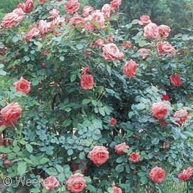 Climbing Roses