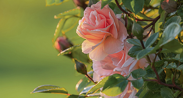 climbing rose reference