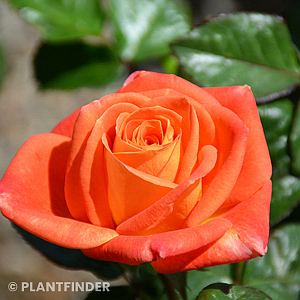 Floribunda Roses