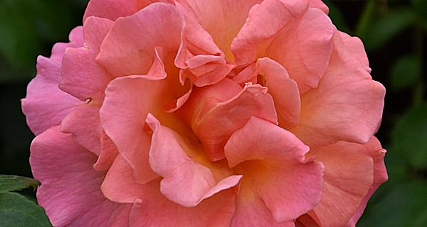 Floribunda rose reference