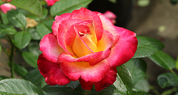 Grandiflora Rose reference