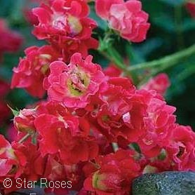 Groundcover Roses