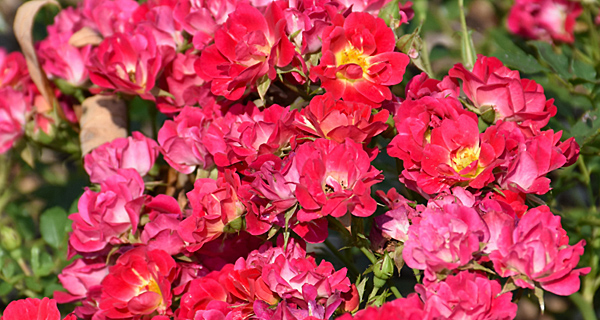 groundcover rose reference