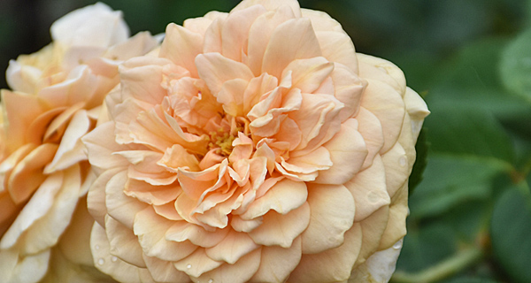 Hybrid Tea rose reference