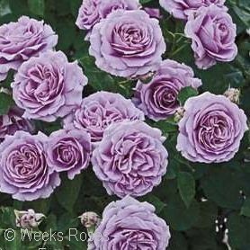 Lavender Roses