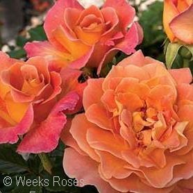 Orange Roses