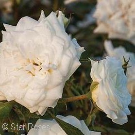 White Roses