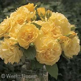 Yellow Roses