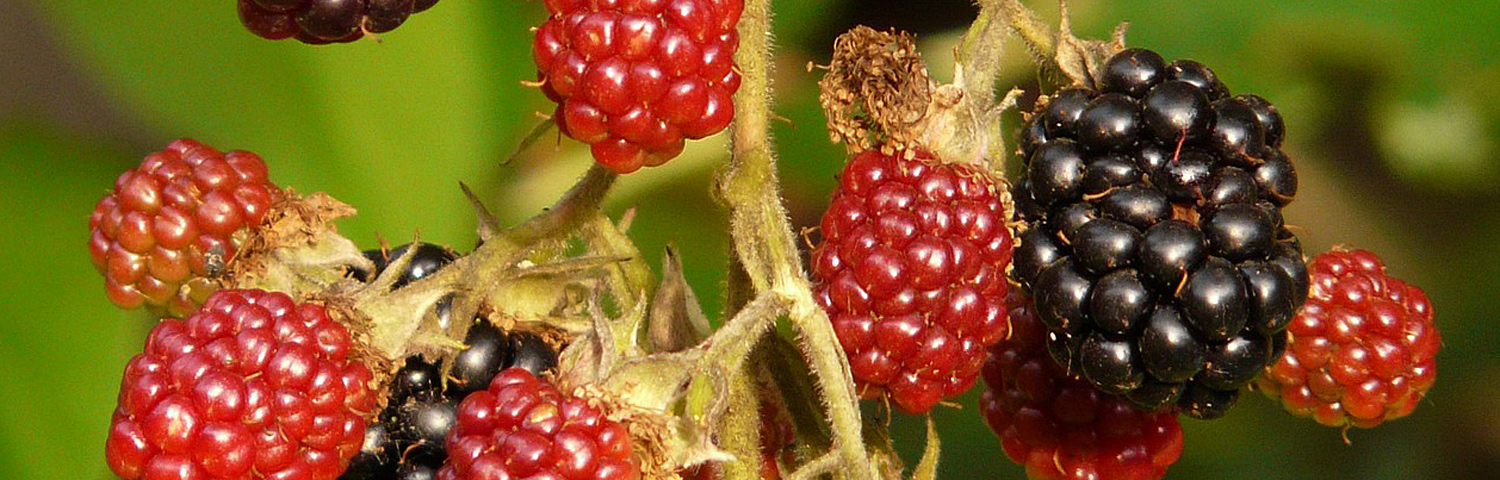 RUBUS