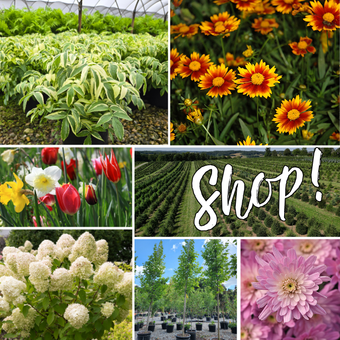 LOG IN AND SHOP!